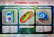 Стенды для кабинета биологии - «globural.ru» - Жигулёвск