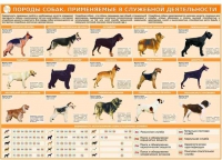 Комплект плакатов "Кинология" - «globural.ru» - Жигулёвск