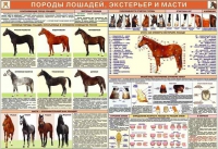 Комплект плакатов "Служебное коневодство" - «globural.ru» - Жигулёвск