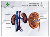 Стенд "Строение почки человека" - «globural.ru» - Жигулёвск