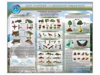 Стенд "Как выжить в суровых условиях" (вариант 1) - «globural.ru» - Жигулёвск