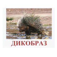 Карточки Домана "Дикие животные-3" - «globural.ru» - Жигулёвск