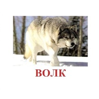 Карточки Домана "Дикие животные-1" - «globural.ru» - Жигулёвск