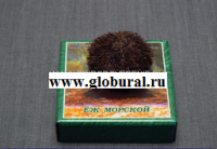 Сухой препарат "Еж морской" - «globural.ru» - Жигулёвск