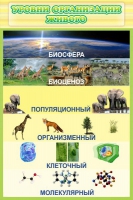 Стенд "Уровни организации живого" - «globural.ru» - Жигулёвск