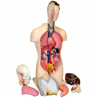 Торс человека разборный (42 см.) - «globural.ru» - Жигулёвск