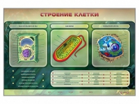 Электрифицированный стенд "Строение клетки" с маркерными полями - «globural.ru» - Жигулёвск