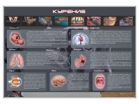 Стенд "Курение" (вариант 1) - «globural.ru» - Жигулёвск