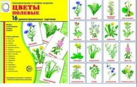 Демонстрационные карточки "Цветы полевые" - «globural.ru» - Жигулёвск