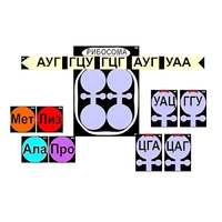 Модель-аппликация "Биосинтез белка" (ламинированная) - «globural.ru» - Жигулёвск