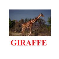 "Wild Animals-1" ("Дикие животные-1") английские карточки Домана - «globural.ru» - Жигулёвск