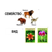 Модель-аппликация "Классификация растений и животных" (ламинированная) - «globural.ru» - Жигулёвск