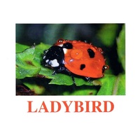 "Insects" ("Насекомые") английские карточки Домана - «globural.ru» - Жигулёвск