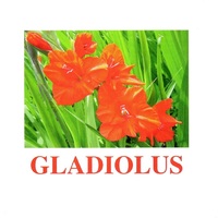 "Flowers-1" ("Цветы-1") английские карточки Домана - «globural.ru» - Жигулёвск