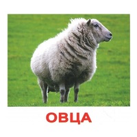.Карточки Домана "Домашние животные" - «globural.ru» - Жигулёвск