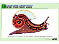 Рельефная таблица "Внутреннее строение брюхоногого моллюска" (формат А1, матовое ламинир.) - «globural.ru» - Жигулёвск