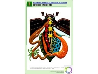Рельефная таблица "Внутреннее строение жука" (формат А1, матовое ламинир.) - «globural.ru» - Жигулёвск