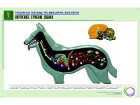 Рельефная таблица "Внутреннее строение собаки" (формат А1, матовое ламинир.) - «globural.ru» - Жигулёвск