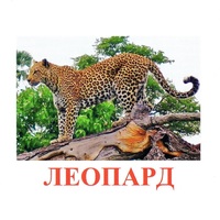 Карточки Домана "Дикие животные-2" - «globural.ru» - Жигулёвск