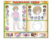 Стенд маркерный "Познаю себя" (тело, голова, органы чувств) - «globural.ru» - Жигулёвск