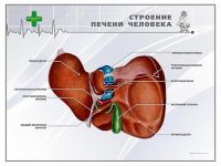 Стенд "Строение печени человека" - «globural.ru» - Жигулёвск