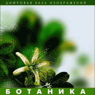 Ботаника. (Цифровая база изображений) - «globural.ru» - Жигулёвск