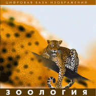 Зоология. (Цифровая база изображений) - «globural.ru» - Жигулёвск