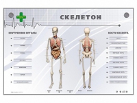 Электрифицированный стенд-тренажер "Скелетон" - «globural.ru» - Жигулёвск