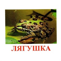 Карточки Домана "Амфибии и рептилии" - «globural.ru» - Жигулёвск