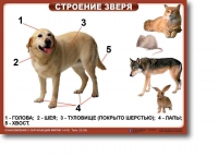 Ознакомление с окружающим миром. 1-4 класс. Комплект таблиц. Наглядные пособия для начальной школы, учебные пособия - «globural.ru» - Жигулёвск