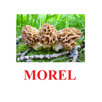 "Mushrooms" ("Грибы") английские карточки Домана - «globural.ru» - Жигулёвск