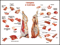 Правила разделки мясных туш "Говядина и телятина" 1000*1400 винил - «globural.ru» - Жигулёвск