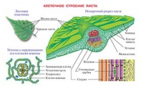 Плакаты и таблицы по биологии - «globural.ru» - Жигулёвск
