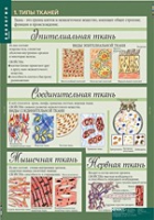 Биология 8-9 класс. Человек. (комплект таблиц) - «globural.ru» - Жигулёвск