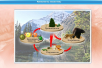 Интерактивные курсы. Биология 7 класс. Базовый - «globural.ru» - Жигулёвск