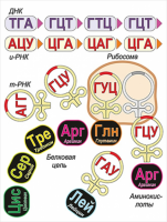 Модель-аппликация Биосинтез белка - «globural.ru» - Жигулёвск