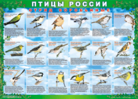Таблица Птицы России из  4 листов в комплекте 1000*1400 винил	 - «globural.ru» - Жигулёвск