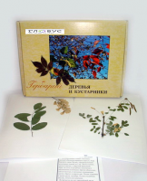 Гербарий Деревья и кустарники (20 видов) - «globural.ru» - Жигулёвск