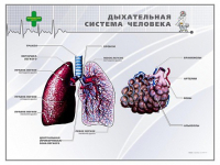 Стенд "Дыхательная система человека" - «globural.ru» - Жигулёвск