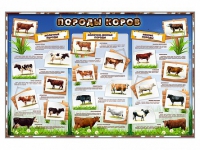 Стенд "Породы коров" - «globural.ru» - Жигулёвск