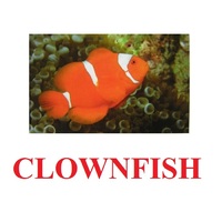 "Fish" ("Рыбы") английские карточки Домана - «globural.ru» - Жигулёвск