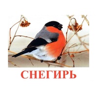 Карточки Домана "Птицы-1" - «globural.ru» - Жигулёвск