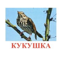 Карточки Домана "Птицы-3" - «globural.ru» - Жигулёвск
