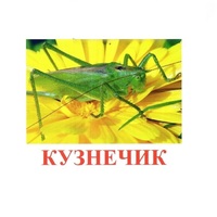 Карточки Домана "Насекомые" - «globural.ru» - Жигулёвск