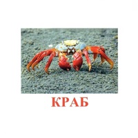 Карточки Домана "Подводный мир" - «globural.ru» - Жигулёвск