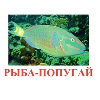 Карточки Домана "Рыбы" - «globural.ru» - Жигулёвск