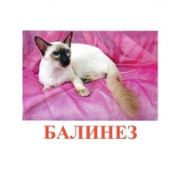 Карточки Домана "Породы кошек" - «globural.ru» - Жигулёвск