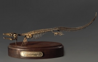 Модель скелета мозазавра Mosasaurus - «globural.ru» - Жигулёвск