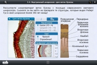 Интерактивные курсы. Биология 5 класс. Расширенный - «globural.ru» - Жигулёвск