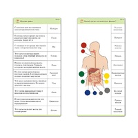 Комплект карточек (10) "Обучающий калейдоскоп. Человек" - «globural.ru» - Жигулёвск